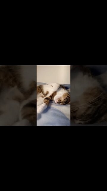 Funny Cat Sleeps on His Head #shorts