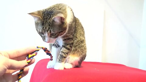 Kitten Plays with a Bracelet