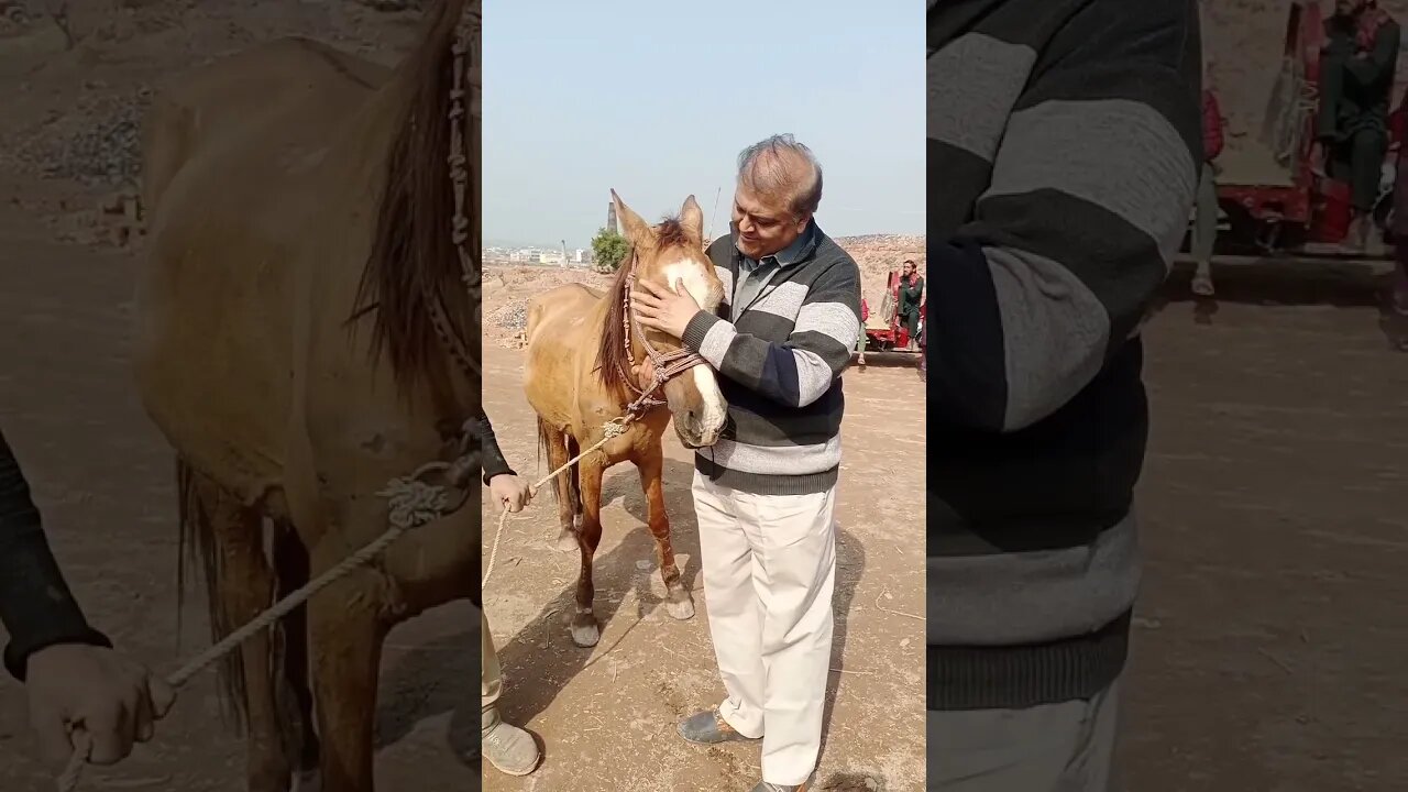 Horse Lover