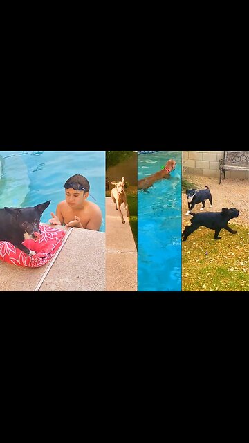 Spent Cinco de Mayo fiesta-ing at the neighbor's pool with my favorite hombres, Zeke and Pepper!