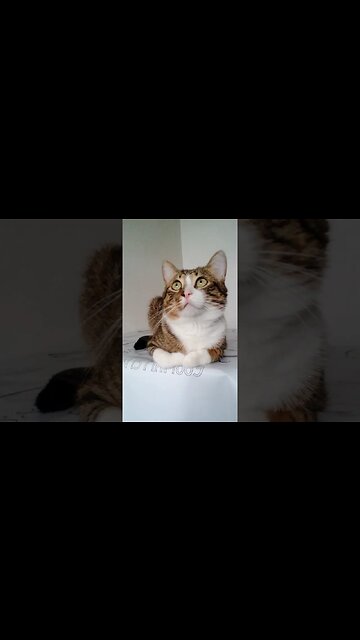 Cute Cat Loaf #shorts