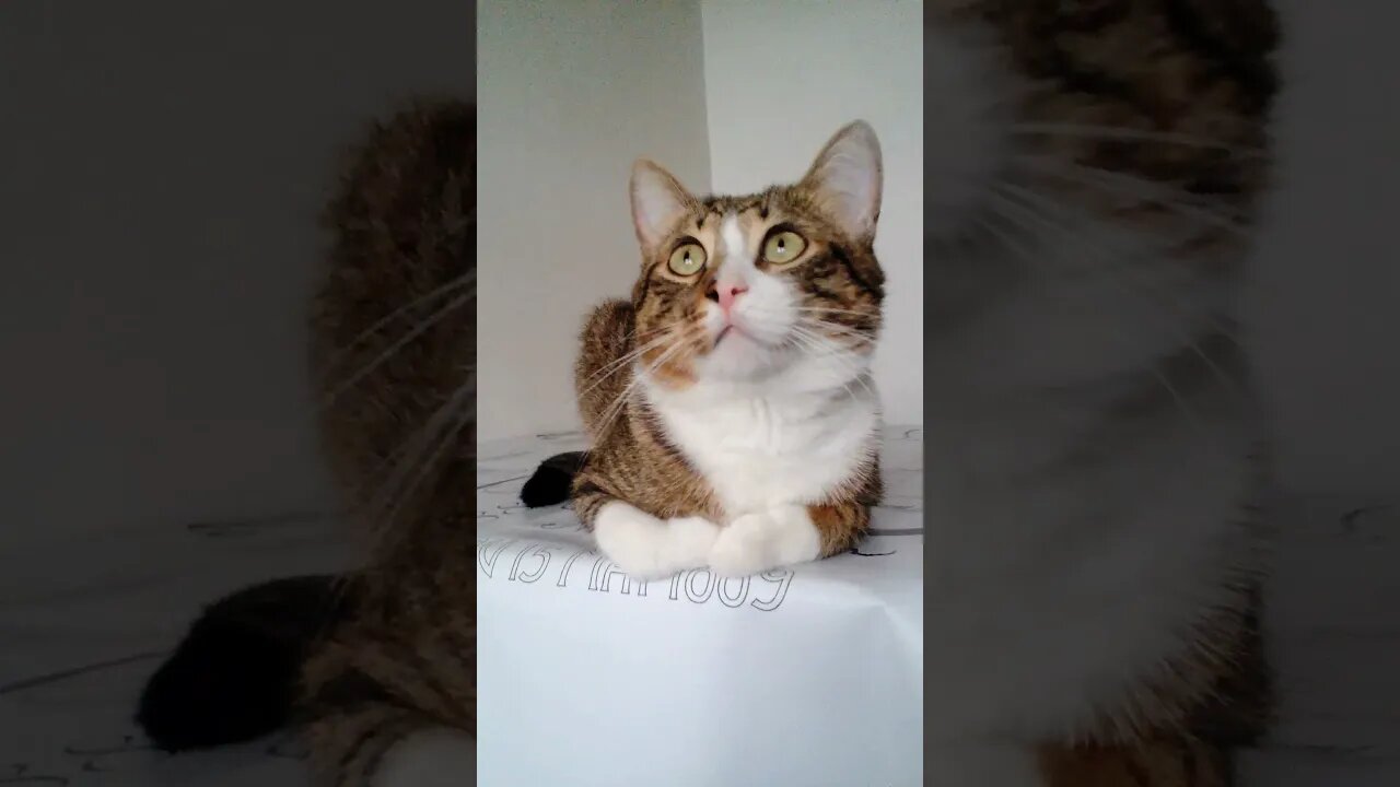 Cute Cat Loaf #shorts