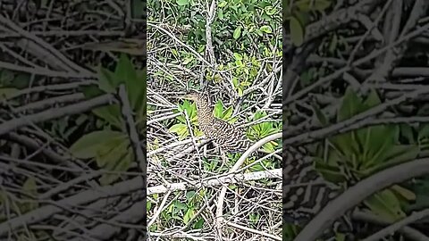 Cool looking fish bird in Belize. Scared the crud out of me, hiding in the grass.