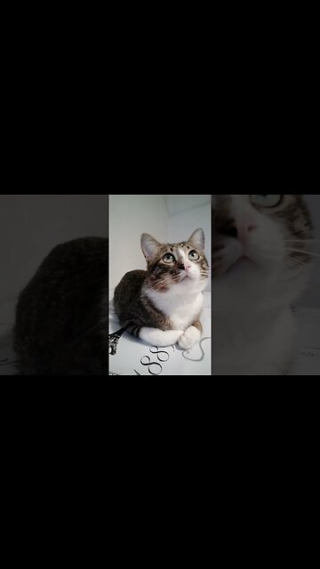 Cute Cat Loaf Gets Nose Boops #shorts