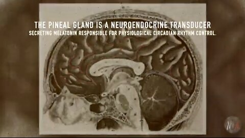 PINEAL GLAND