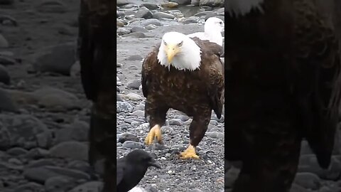 You Better Run!