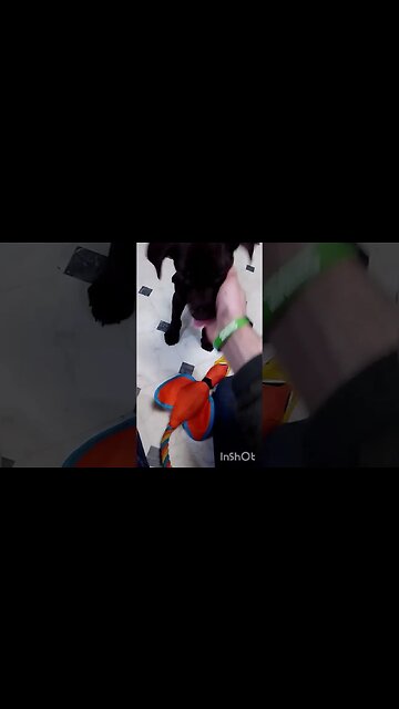 Puppy combat part two.