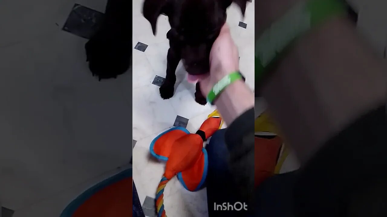 Puppy combat part two.