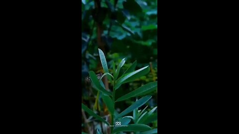 #plants