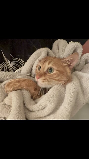 “how’s it going “? #fyp