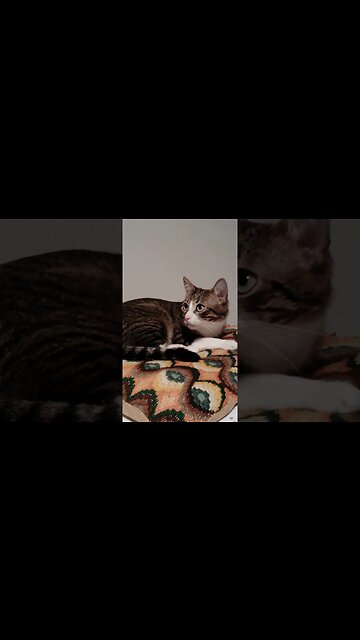 Cute Cat Has Large Pupils #shorts