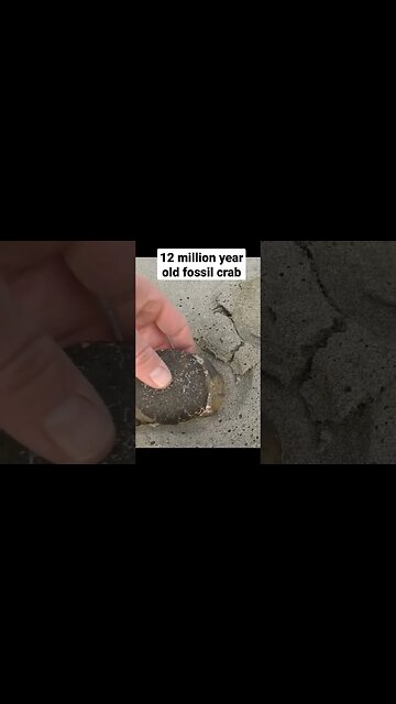 A freshly washed up fossil crab, roughly 12 million years old 🦀 #fossil #short #beach beach