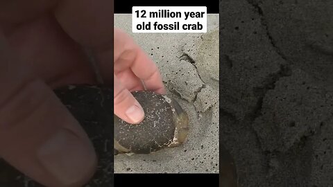 A freshly washed up fossil crab, roughly 12 million years old 🦀 #fossil #short #beach beach