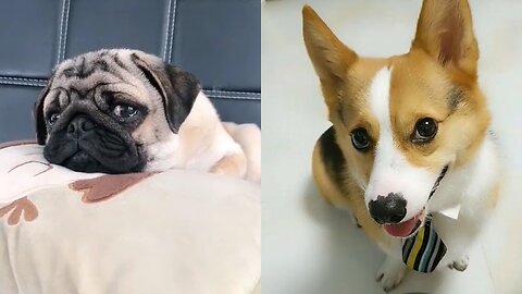 baby animals