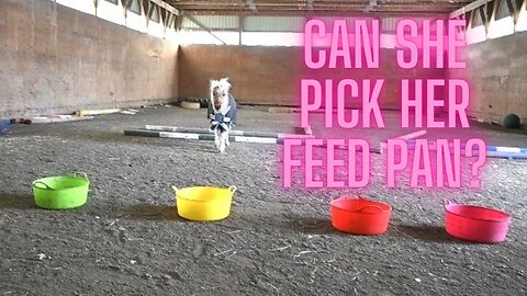 Can Our Foal Recognize The Colour Of Her Own Feed Pan?