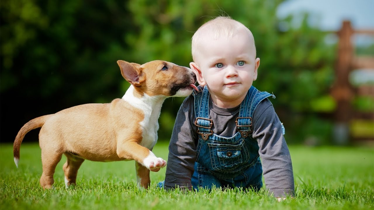 Puppies and Babies Playing Together