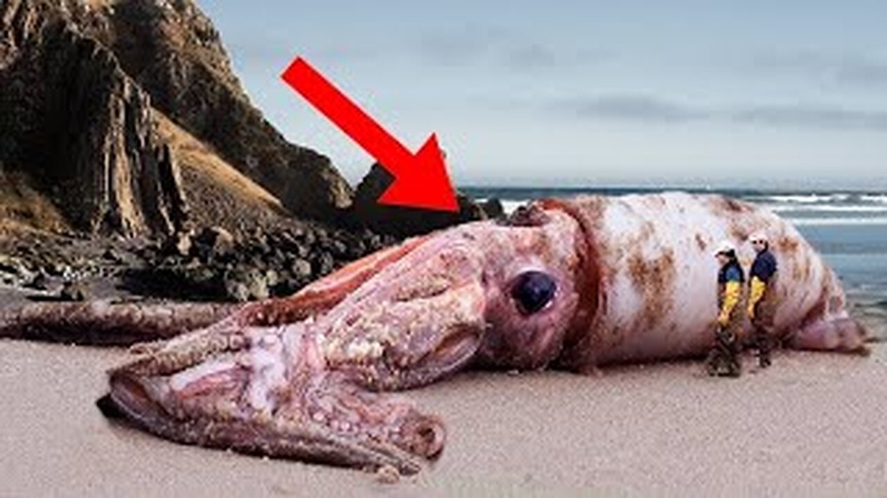 The largest sea creatures ever found on the beach