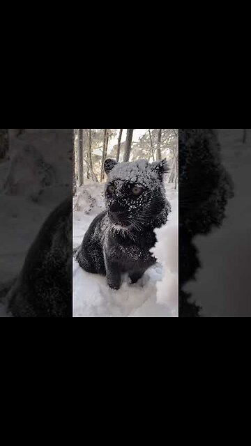 Yes, this is my life... 🐾