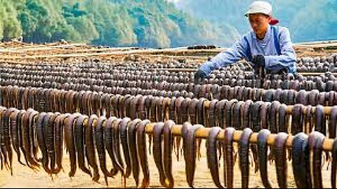 Leech Farming Technique - How Chinese Farm and Consume Billions of Leech - Leech Processing