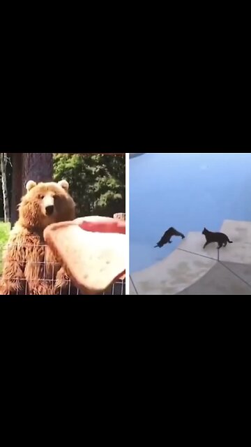 Funny Animals Compilation