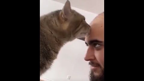 Best Cat Videos (and a Dog lol!)