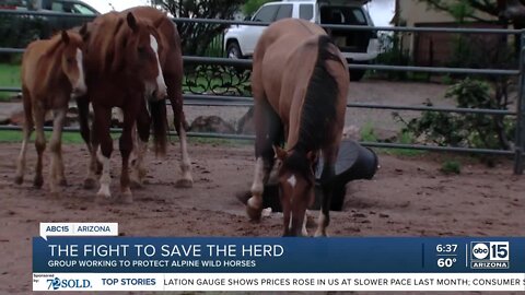 The fight to save the herd