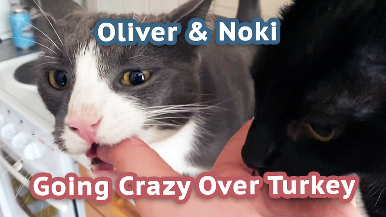 Two Cats Go Crazy Over Turkey: Noki and Oliver