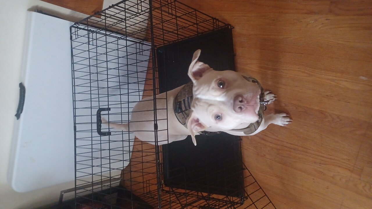 Nervous Pitbull runs on treadmill horribly