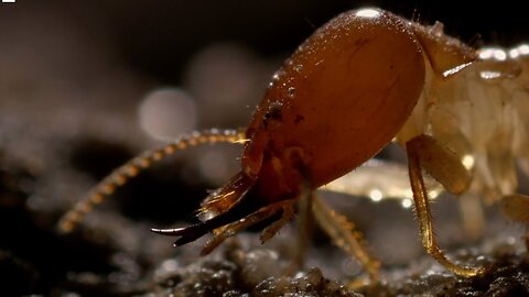 Inside A Termite Fortress | Seasonal Wonderlands | BBC Earth