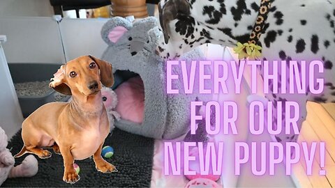 Everything We BOUGHT For Our New Puppy!
