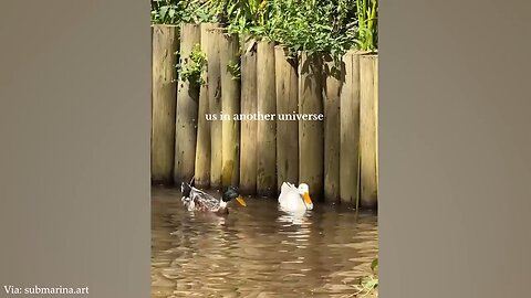 NEW FUNNY VIDEOS🤣🤣! Animal Funny Vids 2024 Cats and Dogs🫣🤗🤣