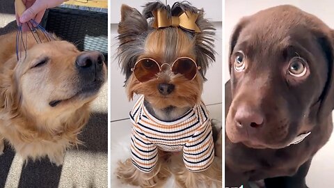 The Best of Funny DOG VIDEOS of 2023! 🐶