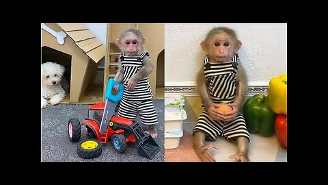 Funny Monkey | Funny and Cute Monkey Videos Compilation - Monkey Videos