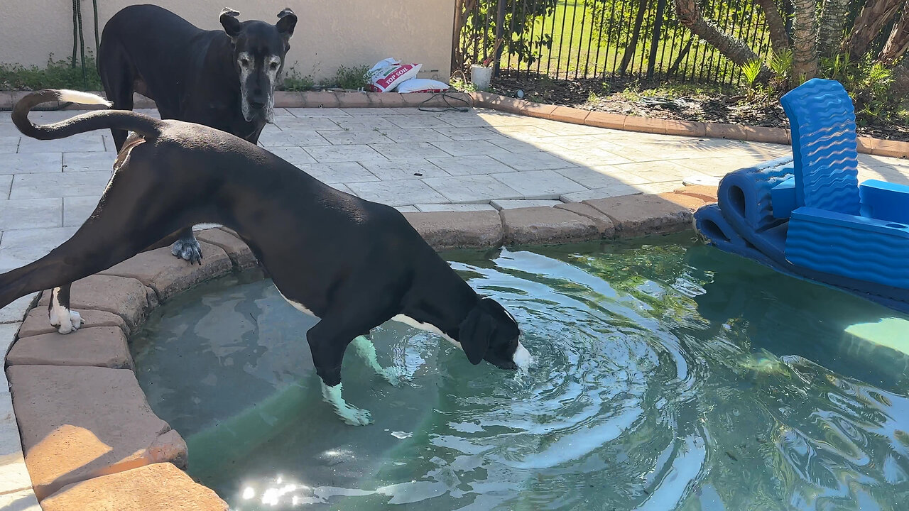 Funny Great Danes Have Very Different Styles of Pool Drinking