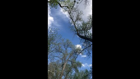 Thank you God for the trees & sky