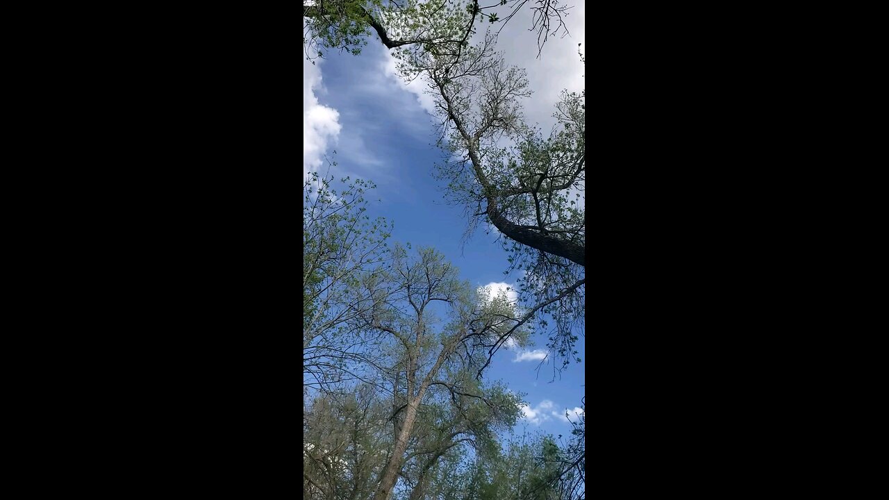 Thank you God for the trees & sky