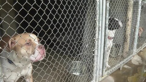 Niagara SPCA is 'all filled up on dogs' and asking for help