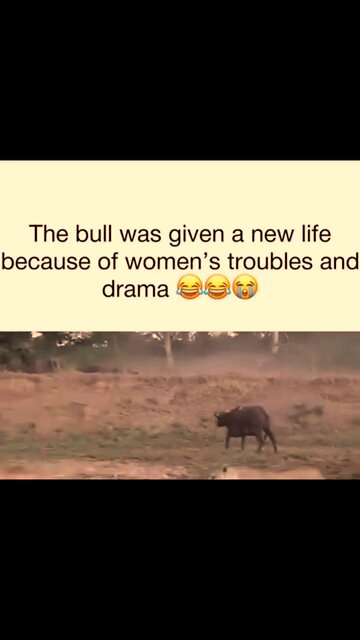 lion drama 😂 #lion #jungle #drama