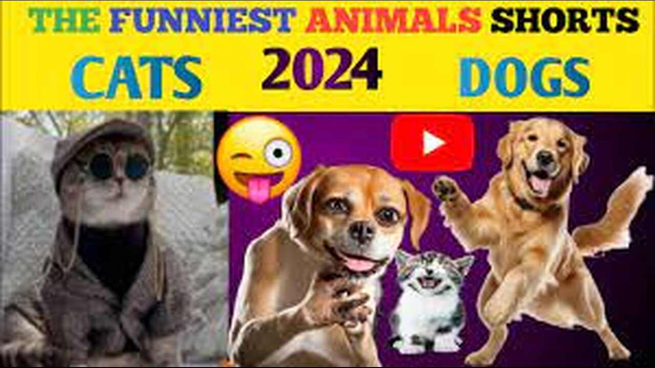 The FUNNIEST Animal Shorts Ever! 2024