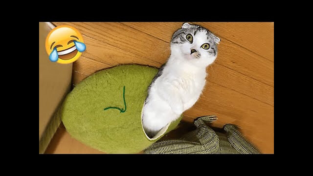 Funniest Cats and Dogs πΆπ± | Best Funny Animal Videos 2023