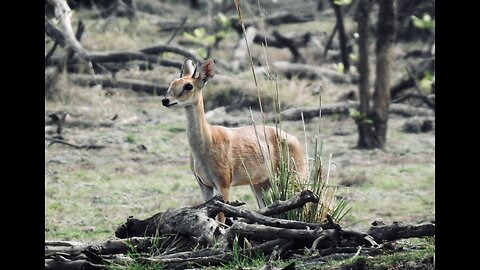 5 Fun Facts About The Four-Horned Antelope