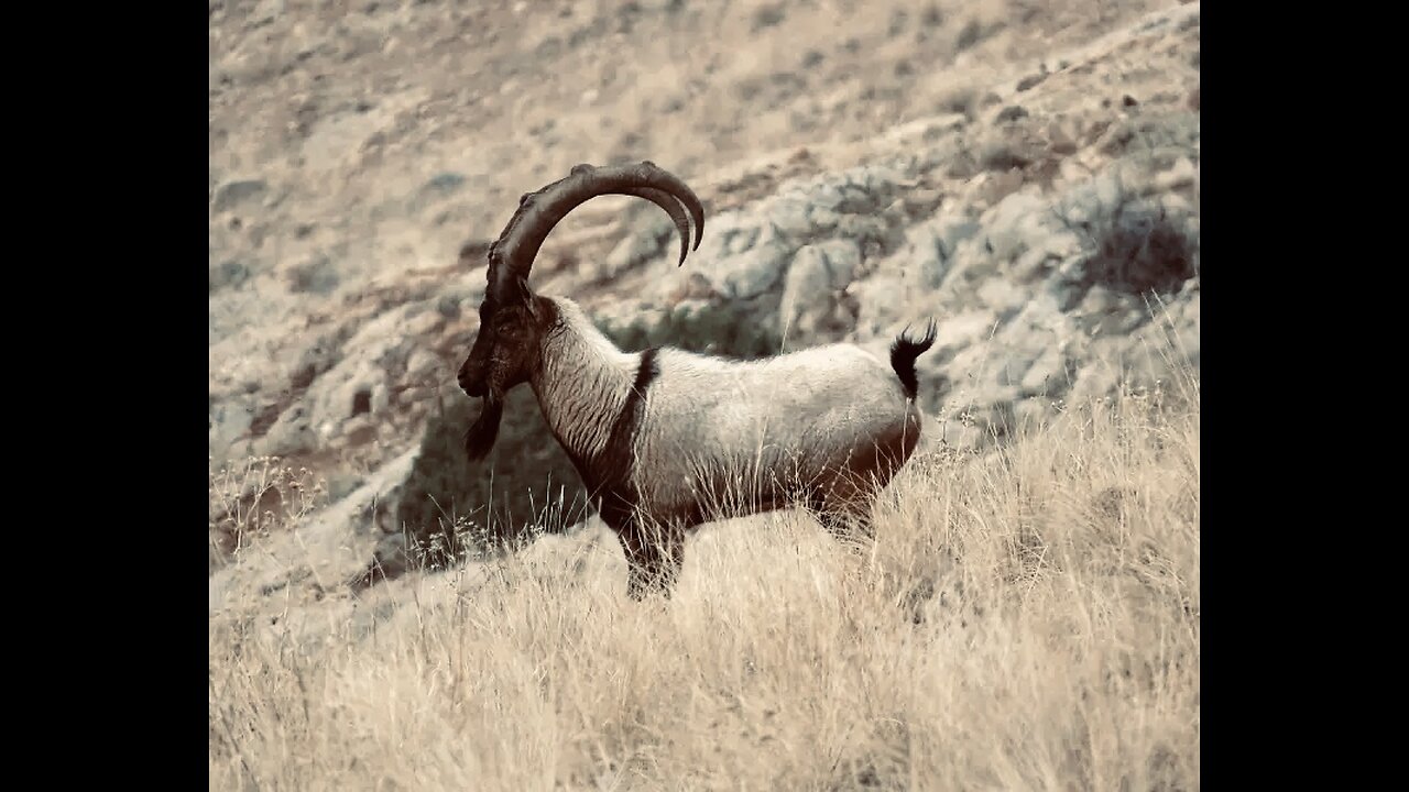 5 Fun Facts About The Wild Goat