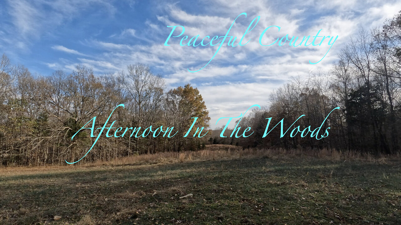 Afternoon In The Woods