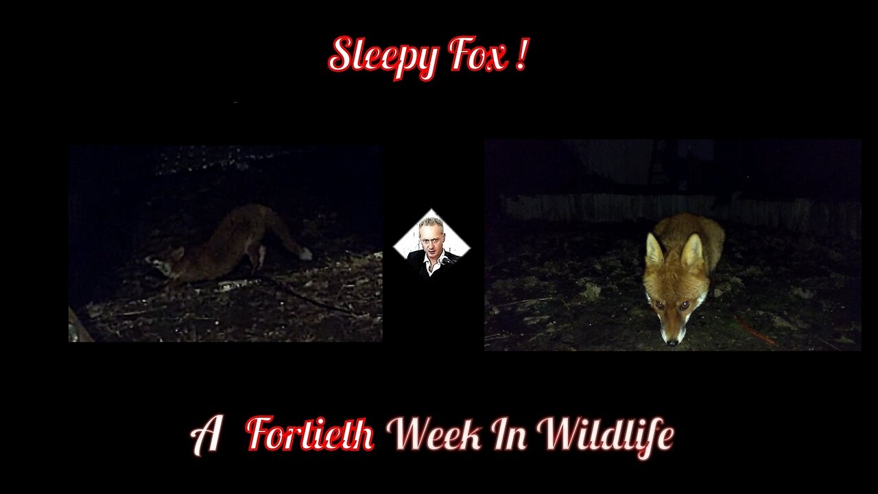 A Fortieth Week In Wildlife - Sleepy Fox !