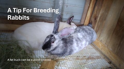A Tip For Breeding Rabbits