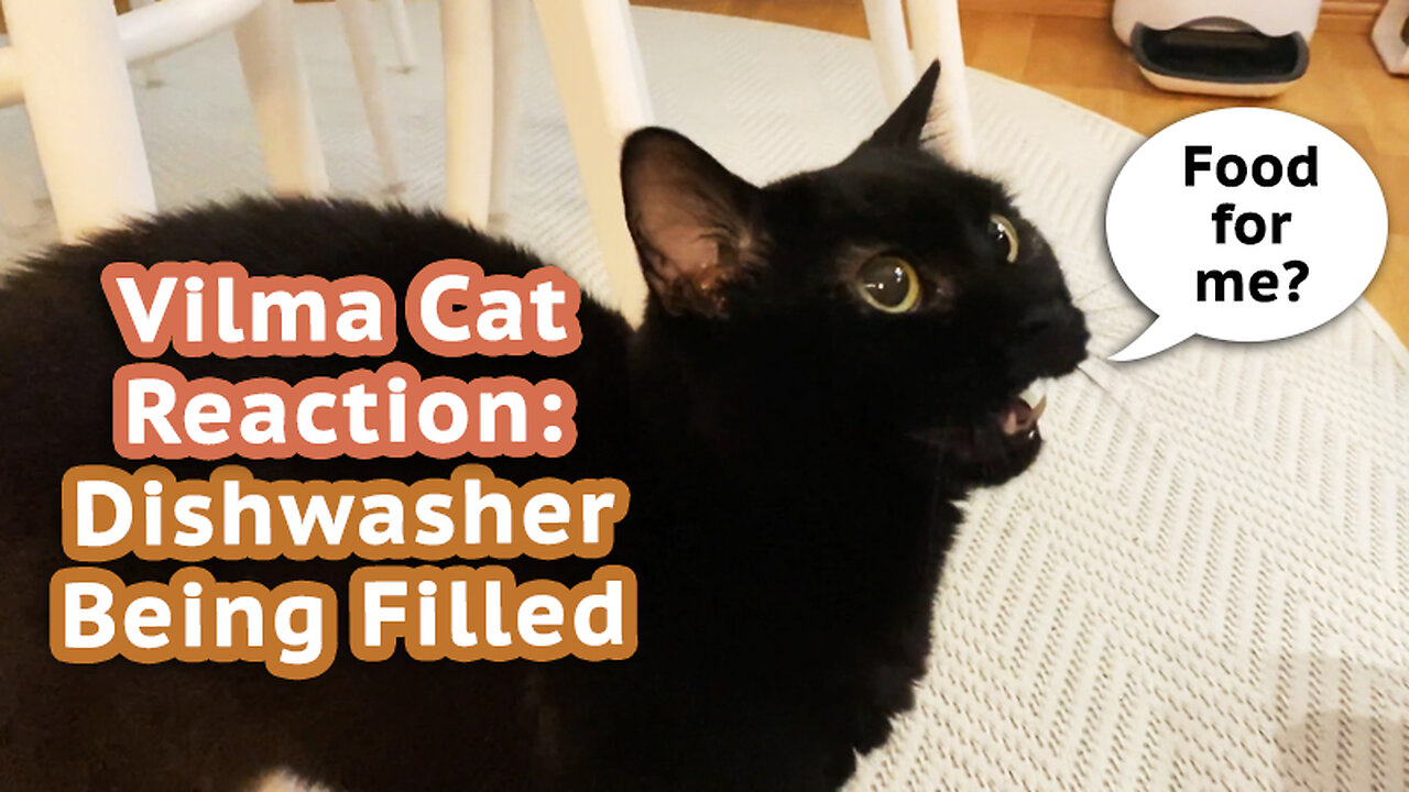 Vilma Cat Reaction: Dishwasher Being Filled