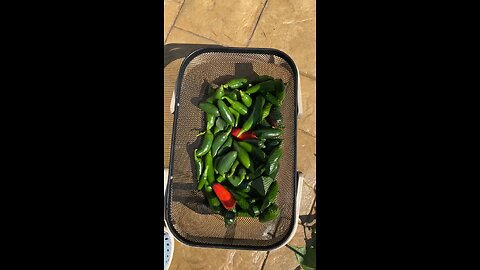 Last jalapeño haul!