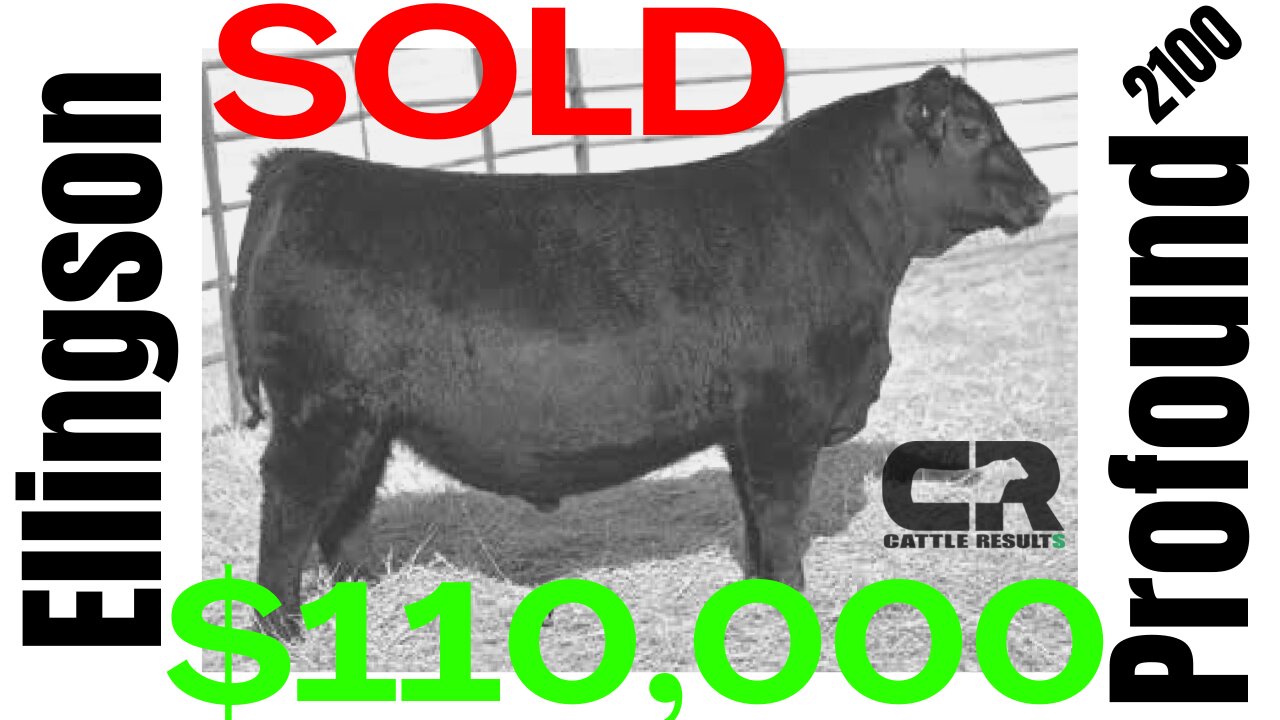 💲💲 $110,000 Black Angus Bull SOLD AT AUCTION, Ellingson Angus, Ellingson Profound 2100