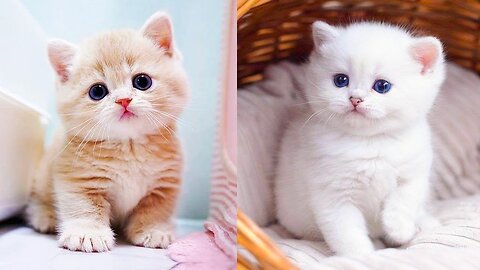 Cats Acting Like Humans: You Won't Believe What They Do Next!"