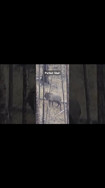 Smoked Him! #elk #elkhunting #hunting #shortsvideo #wyoming #success #shortsfeed #bull #wilderness